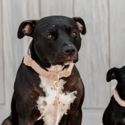 Clearance Kentucky Dogwear - Collier pour chien Teddy Fleece Beige