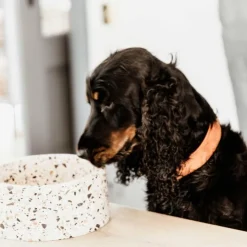 Online Kentucky Dogwear - Colliers pour chiens Velvet Orange