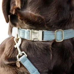Kentucky Dogwear - Colliers pour chiens Velvet ciel Bleu Hot