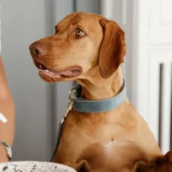 Kentucky Dogwear - Colliers pour chiens Velvet ciel Bleu Hot