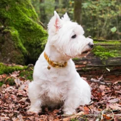 Sale Kentucky Dogwear - Colliers pour chiens Velvet Moutarde Jaune