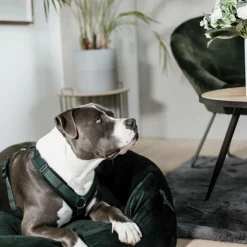 New Kentucky Dogwear - Harnais pour chien actif velours pine green Vert