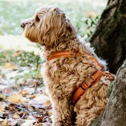 Kentucky Dogwear - Harnais pour chien actif velvet orange Online