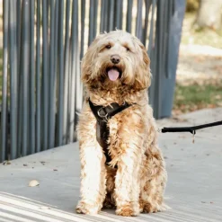 Kentucky Dogwear - Harnais pour chien actif velvet noir Best