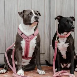 Kentucky Dogwear - Harnais pour chien Teddy Fleece vieux Rose Discount