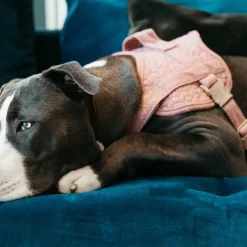 Kentucky Dogwear - Harnais pour chiens Body safe Wool rose