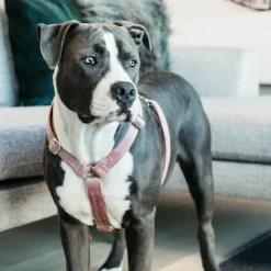 New Kentucky Dogwear - Harnais pour chiens Velvet vieux rose