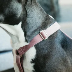 New Kentucky Dogwear - Harnais pour chiens Velvet vieux rose