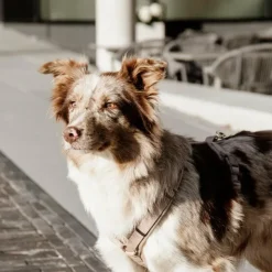 New Kentucky Dogwear - Harnais pour chiens Velvet vieux rose