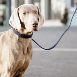 Online Kentucky Dogwear - Laisse pour chien nylon tressé Plaited Nylon 120 cm Marine