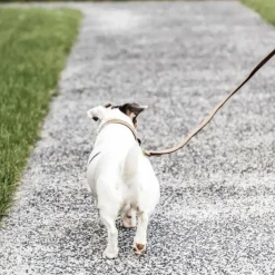 Outlet Kentucky Dogwear - Laisse pour chien nylon tressé Plaited Nylon 120 cm Beige