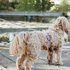 Discount Kentucky Dogwear - Laisse pour chien Velvet 2m beige