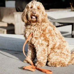 Kentucky Dogwear - Laisse pour chiens Velvet 120 cm Orange Outlet