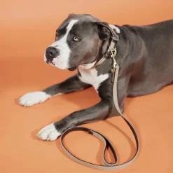 Clearance Kentucky Dogwear - Laisse pour chien nylon tressé Plaited Nylon 200 cm Beige