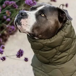 Hot Kentucky Dogwear - Manteau pour chien Pina kaki 160g Vert