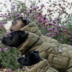 Hot Kentucky Dogwear - Manteau pour chien Pina kaki 160g Vert