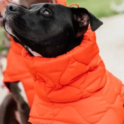 Sale Kentucky Dogwear - Manteau pour chien Pina 160g Orange