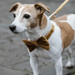 Kentucky Dogwear - Nœud papillon velvet moutarde Jaune