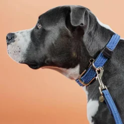 Kentucky Dogwear - Nylon tressé collier de chien clair Bleu Best