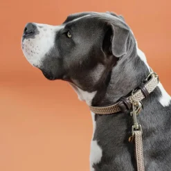 Kentucky Dogwear - Nylon tressé collier de chien Beige Outlet