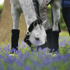 Kentucky Horsewear - Bandes de repos (x4) Noir New