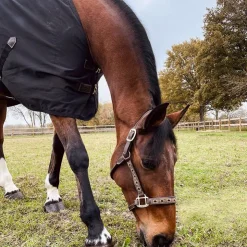 New Kentucky Horsewear - Chemise coton 0g Noir