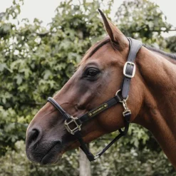 Outlet Kentucky Horsewear - Licol anatomique en cuir vegan noir