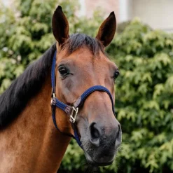 Online Kentucky Horsewear - Licol nylon tressé Marine