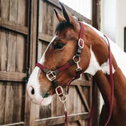 Discount Kentucky Horsewear - Licol nylon tressé Bordeaux