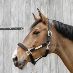 Kentucky Horsewear - Licol anatomique nylon Noir Outlet