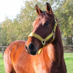 Clearance Kentucky Horsewear - Licol Velvet moutarde