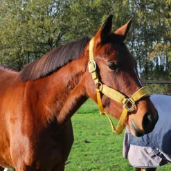 Clearance Kentucky Horsewear - Licol Velvet moutarde