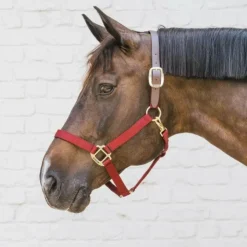 Kentucky Horsewear - Licol nylon Breakaway Bordeaux New