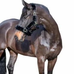 LeMieux - Licol pour chevaux Comfort Noir Online