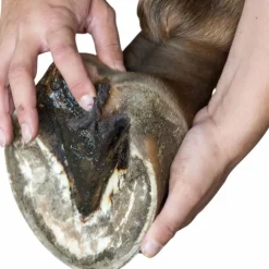 Michel Vaillant - Pâtes fibrée Bio argile verte soin fourchettes et lacune Bactifongic