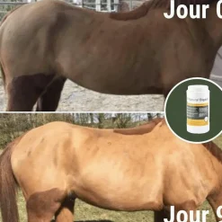 Clearance Natural' Innov - Complément digestif Natural'Digest