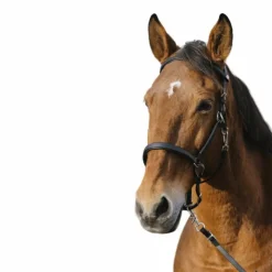 Discount Norton - Bridon/ licol Training Noir