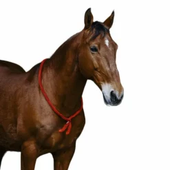 New Norton - Cordelette/ Collier éthologique roi Bleu