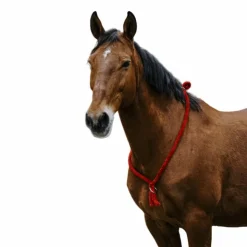 Norton - Cordelette/ Collier éthologique Marron Online