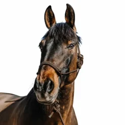 Norton - Ensemble licol éthlogique et longe Deco / beige Marron Outlet