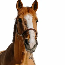 Online Norton - Ensemble licol éthologique et longe Suède / marron Beige