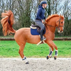 New Norton - Guêtres cheval XTR à boutons mouton marine x2