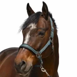 Hot Norton - Licol 4 Lines foncé Vert