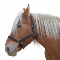 Norton - Licol cheval de trait "PRO" noir Outlet