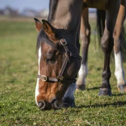 Sale Norton - Licol club Cuir havane Marron