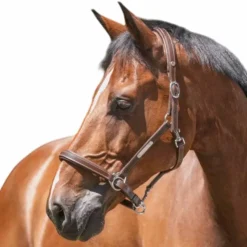 Norton - Licol cuir grooming havane Marron Best