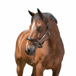 Norton - Licol cuir grooming Noir Outlet