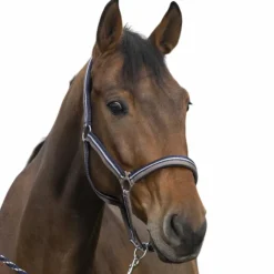 Outlet Norton - Licol et longe brillant taupe/ / argenté Marine