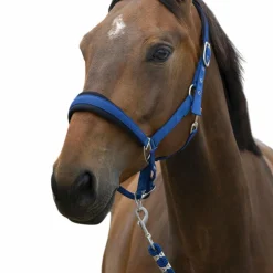 Best Norton - Licol et longe Large Bleu