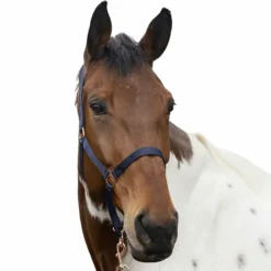 Norton - Licol et longe nylon rose gold/ Marine Discount